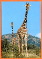 Animal  GIRAFES  Girafe Carte Vierge TBE - Giraffes