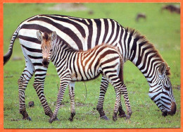 CP Animal Zèbre 2 Zebres  Carte écrite TBE - Zebras