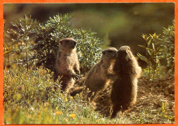 Animal  MARMOTTES Marmotte Carte Vierge TBE - Other & Unclassified