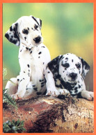 Chiens 33 Animal Chien  2 Chiens  Carte Vierge TBE - Dogs