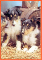 Chiens Animal Chien  2 Chiens  Carte Vierge TBE - Hunde