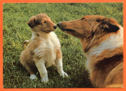 Chiens Animal Chien Et Chiot  Carte Vierge TBE - Hunde