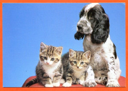 CP Chiens Animaux  Chien Et 2 Chats  Carte Vierge TBE - Cats