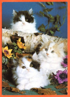 Animal  CHAT Katze Cat  N° 26  3 Chats  Carte Vierge TBE - Chats
