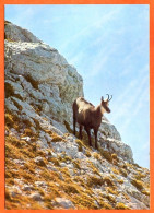 Animal Sauvage CHAMOIS Dans Montagne Carte Vierge TBE - Other & Unclassified