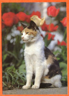 Animal Chat  Carte Vierge TBE - Cats
