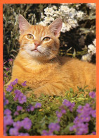 Animal  CHAT Katze Cat  N° 25  Carte Vierge TBE - Cats