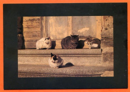 Animal  CHAT 4 Chats  Carte Vierge TBE - Cats