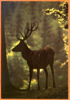 Animal Sauvage CERF Foret CIM Carte Vierge TBE - Other & Unclassified