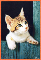 Animal  CHAT 007 MIMIS  Chats CIM Carte Vierge TBE - Cats