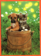 Chiens Hund Dog  N° 26 Chien Et Chat Carte Vierge TBE - Chiens