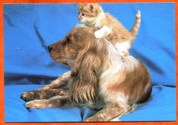 Chien Hund Dog  N° 24 Chien Et Chat Carte Vierge TBE - Chiens