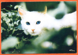 Animal  CHAT  MIMIS  CIM Carte Vierge TBE - Cats