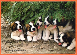 Chien Hund Dog  N° 28 6 Chiots Grande Famille  Chiens Carte Vierge TBE - Chiens