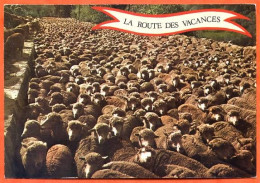 La Route Des Vacances Moutons Troupeau Transhumance Carte Vierge - Other & Unclassified