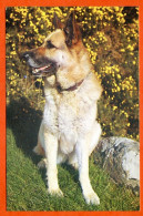 Chien Hund Dog  N° 6  Chiens Carte Vierge TBE - Chiens