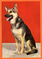 Chien Hund Dog  N° 18  Chiens Carte Vierge TBE - Chiens