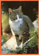 Animal  CHAT Hauskatzecarte Vierge TBE - Cats