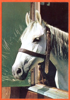 CP Cheval 8  Carte Vierge TBE - Horses