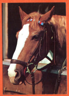 CP Cheval 10  Carte Vierge TBE - Pferde