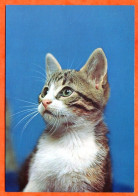 Animal  CHAT  N° 16 Carte Vierge TBE - Katzen