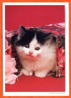 Animal  CHAT  N° 9 Carte Vierge TBE - Katzen
