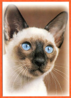Animal  CHAT  N° 17  Chats Carte Vierge TBE - Katzen