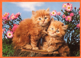 Animal  CHAT  N° 21  2 Chats Carte Vierge TBE - Chats