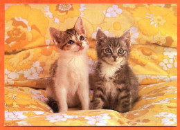 Animal  CHAT  N° 19  2 Chats Sur Lit Carte Vierge TBE - Katzen