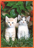 Animal  CHAT  N° 19  2 Chats Herbe Carte Vierge TBE - Chats
