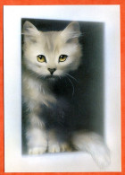 Animal  CHAT  N° 7 Carte Vierge TBE - Chats