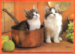 Animal  CHAT  N° 18  2 Chats Cuisine Carte Vierge TBE - Chats