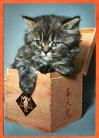 Animal  CHAT  N° 4 Carte Vierge TBE - Katzen
