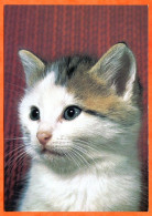 Animal  CHAT  N° 12 Carte Vierge TBE - Katzen