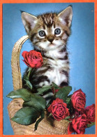 Animal  CHAT  N° 2 Panier Roses Carte Vierge TBE - Cats