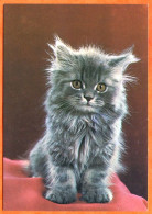 Animal  CHAT  N° 14 Carte Vierge TBE - Katzen