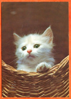 Animal  CHAT  N° 10 Carte Vierge TBE - Katzen