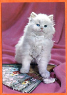 Animal  CHAT  N° 11 Carte Vierge TBE - Cats