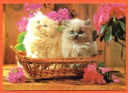 Animal  CHAT  N° 22  2 Chats Panier Fleurs Carte Vierge TBE - Cats