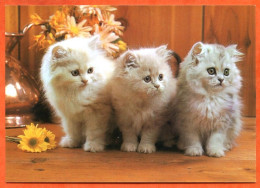 Animal  CHAT  N° 23  3 Chats Carte Vierge TBE - Katzen