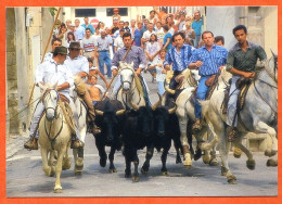 Animal TAUREAUX Abrivado Taureau Chevaux Camargais Carte Vierge TBE - Stieren