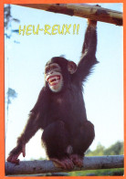 Animal Singe Humour Heureux !! Lyna Carte Vierge TBE - Monos