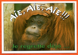 Animal Singe Humour FUNNYS Je Regrette Déjà Carte Vierge TBE - Singes