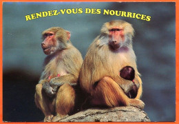 Animal Singe Humour 2 Singes Rendez Vous Des Nourrices Carte Vierge TBE - Singes