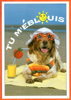 Animal Chien Humour FUNNYS Tu M'éblouis Carte Vierge TBE - Dogs