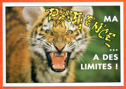 Tigre Humour FUNNYS Ma Patience A Des Limites !  CP Animal  Carte Vierge TBE - Tigers