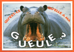 Animal Hippopotame Humour FUNNYS Qu'est Ce Qu'elle A Ma Gueule ? Carte Vierge TBE - Flusspferde