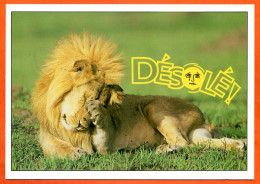 Animal Lion Humour FUNNYS Désolé ! Carte Vierge TBE - Leeuwen