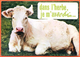 Animal Humour Vache 6 CIM  Carte Vierge TBE - Cows