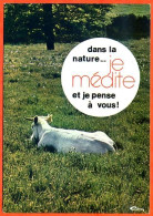 Animal Humour Vache 15 CIM Carte Vierge TBE - Cows